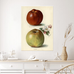 Plakat Jabłka owoce i kwiaty Ilustracja vintage z napisami John Wright Reprodukcja