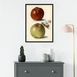 Plakat w ramie Jabłka owoce i kwiaty Ilustracja vintage z napisami John Wright Reprodukcja