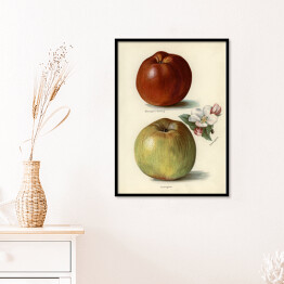 Plakat w ramie Jabłka owoce i kwiaty Ilustracja vintage z napisami John Wright Reprodukcja
