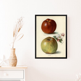 Obraz w ramie Jabłka owoce i kwiaty Ilustracja vintage z napisami John Wright Reprodukcja