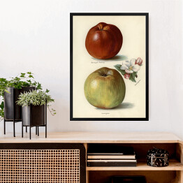 Obraz w ramie Jabłka owoce i kwiaty Ilustracja vintage z napisami John Wright Reprodukcja