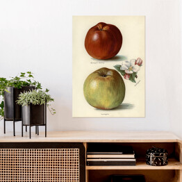 Plakat Jabłka owoce i kwiaty Ilustracja vintage z napisami John Wright Reprodukcja
