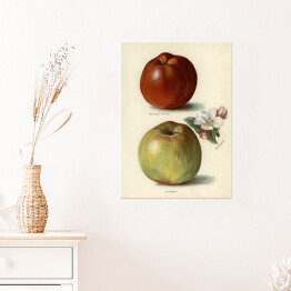 Plakat samoprzylepny Jabłka owoce i kwiaty Ilustracja vintage z napisami John Wright Reprodukcja