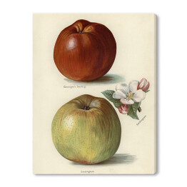 Obraz na płótnie Jabłka owoce i kwiaty Ilustracja vintage z napisami John Wright Reprodukcja