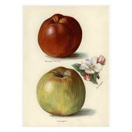 Plakat samoprzylepny Jabłka owoce i kwiaty Ilustracja vintage z napisami John Wright Reprodukcja