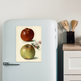 Magnes dekoracyjny Jabłka owoce i kwiaty Ilustracja vintage z napisami John Wright Reprodukcja