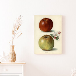 Obraz klasyczny Jabłka owoce i kwiaty Ilustracja vintage z napisami John Wright Reprodukcja