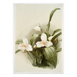 Plakat samoprzylepny F. Sander Orchidea no 44. Reprodukcja