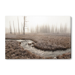 Obraz na płótnie Strumień w lesie we mgle
