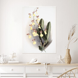 Plakat samoprzylepny F. Sander Orchidea no 6. Reprodukcja