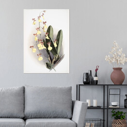 Plakat samoprzylepny F. Sander Orchidea no 6. Reprodukcja