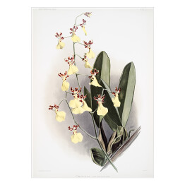 Plakat F. Sander Orchidea no 6. Reprodukcja