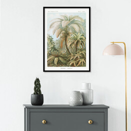 Plakat w ramie Palma w dżungli Krajobraz vintage Ernst Haeckel Reprodukcja obrazu