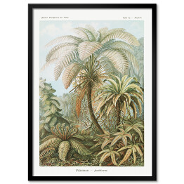 Obraz klasyczny Palma w dżungli Krajobraz vintage Ernst Haeckel Reprodukcja obrazu