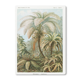 Obraz na płótnie Palma w dżungli Krajobraz vintage Ernst Haeckel Reprodukcja obrazu