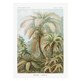 Plakat Palma w dżungli Krajobraz vintage Ernst Haeckel Reprodukcja obrazu