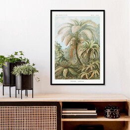 Plakat w ramie Palma w dżungli Krajobraz vintage Ernst Haeckel Reprodukcja obrazu
