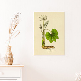 Plakat Sangwinaria kanadyjska - ryciny botaniczne