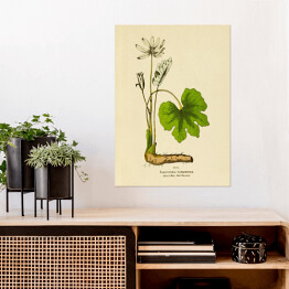 Plakat samoprzylepny Sangwinaria kanadyjska - ryciny botaniczne