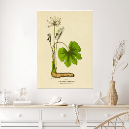 Plakat Sangwinaria kanadyjska - ryciny botaniczne
