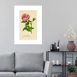 Plakat Róża stulistna - roślinność na rycinach