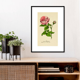Plakat w ramie Róża stulistna - roślinność na rycinach