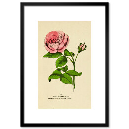 Obraz klasyczny Róża stulistna - roślinność na rycinach