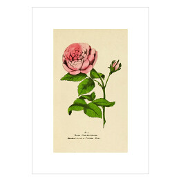 Plakat samoprzylepny Róża stulistna - roślinność na rycinach
