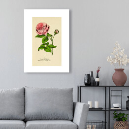 Obraz klasyczny Róża stulistna - roślinność na rycinach