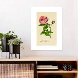 Plakat samoprzylepny Róża stulistna - roślinność na rycinach