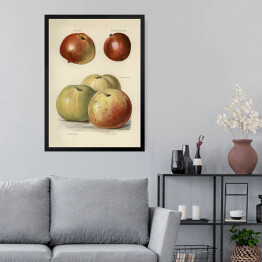 Obraz w ramie Jabłka ilustracja z napisami John Wright Reprodukcja