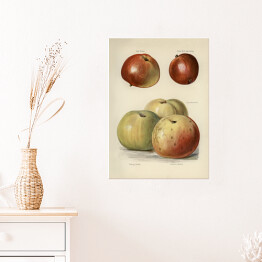 Plakat Jabłka ilustracja z napisami John Wright Reprodukcja