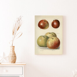 Obraz klasyczny Jabłka ilustracja z napisami John Wright Reprodukcja