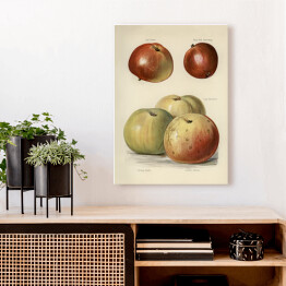 Obraz na płótnie Jabłka ilustracja z napisami John Wright Reprodukcja
