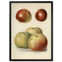 Obraz klasyczny Jabłka ilustracja z napisami John Wright Reprodukcja