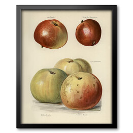 Obraz w ramie Jabłka ilustracja z napisami John Wright Reprodukcja