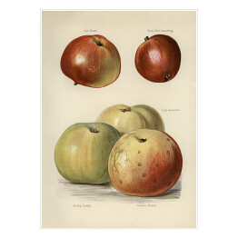 Plakat Jabłka ilustracja z napisami John Wright Reprodukcja