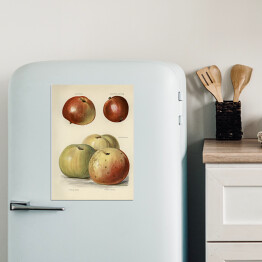 Magnes dekoracyjny Jabłka ilustracja z napisami John Wright Reprodukcja