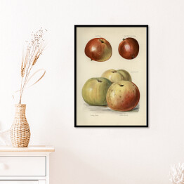 Plakat w ramie Jabłka ilustracja z napisami John Wright Reprodukcja