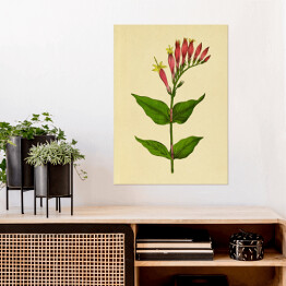 Plakat Leśny różowiec - ryciny botaniczne