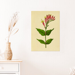 Plakat samoprzylepny Leśny różowiec - ryciny botaniczne