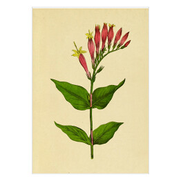 Plakat Leśny różowiec - ryciny botaniczne