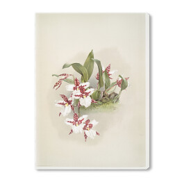 Obraz na płótnie F. Sander Orchidea no 3. Reprodukcja