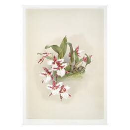 Plakat F. Sander Orchidea no 3. Reprodukcja