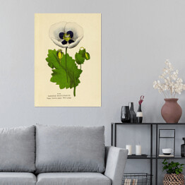 Plakat samoprzylepny Mak lekarski - ryciny botaniczne