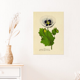 Plakat Mak lekarski - ryciny botaniczne