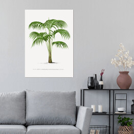 Plakat samoprzylepny Rysunek vintage duże liście palmy reprodukcja