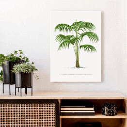 Obraz na płótnie Rysunek vintage duże liście palmy reprodukcja