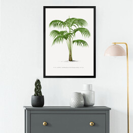 Obraz w ramie Rysunek vintage duże liście palmy reprodukcja