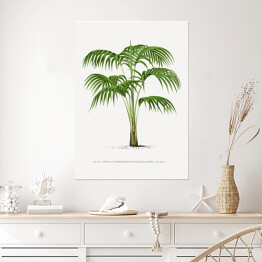 Plakat samoprzylepny Rysunek vintage duże liście palmy reprodukcja